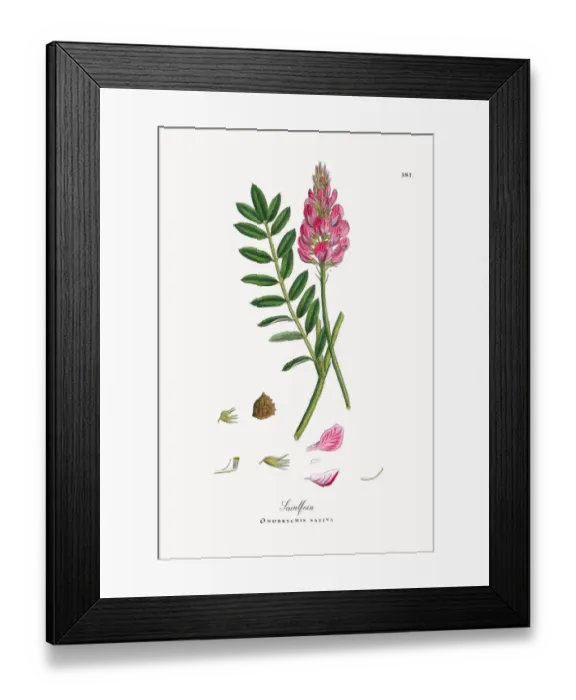 Framed Print : Saintfoin, Onobrychis sativa, Victorian Botanical Illustration, 1863 Framed Print : Saintfoin, Onobrychis sativa, Victorian Botanical Illustration, 1863