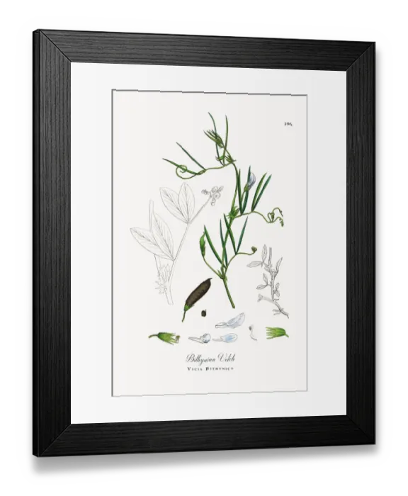 Framed Print : Bithynian Vetch, Vicia Bithynica, Victorian Botanical Illustration, 1863 Framed Print : Bithynian Vetch, Vicia Bithynica, Victorian Botanical Illustration, 1863