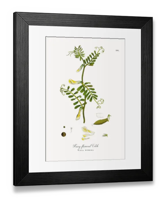 Framed Print : Hairy-flowered Vetch, Vicia hybrida, Victorian Botanical Illustration, 1863 Framed Print : Hairy-flowered Vetch, Vicia hybrida, Victorian Botanical Illustration, 1863