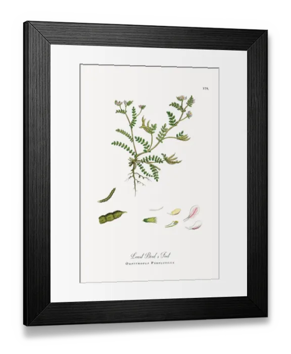 Framed Print : Least Birdas Foot, Ornithopus Perpusillus, Victorian Botanical Illustration, 1863 Framed Print : Least Birdas Foot, Ornithopus Perpusillus, Victorian Botanical Illustration, 1863