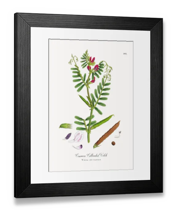 Framed Print : Common Cultivated Vetch, Vicia eu-sativa, Victorian Botanical Illustration, 1863 Framed Print : Common Cultivated Vetch, Vicia eu-sativa, Victorian Botanical Illustration, 1863