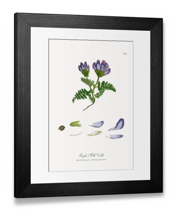 Framed Print : Purple Milk Vetch, Astragalus bypoglottis, Victorian Botanical Illustration, 1863 Framed Print : Purple Milk Vetch, Astragalus bypoglottis, Victorian Botanical Illustration, 1863