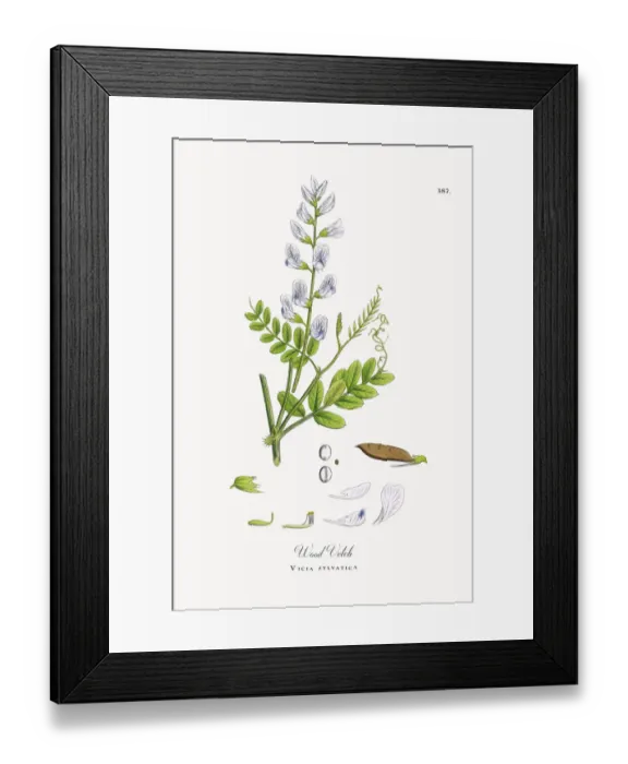 Framed Print : Wood Vetch, Vicia sylvatica, Victorian Botanical Illustration, 1863 Framed Print : Wood Vetch, Vicia sylvatica, Victorian Botanical Illustration, 1863