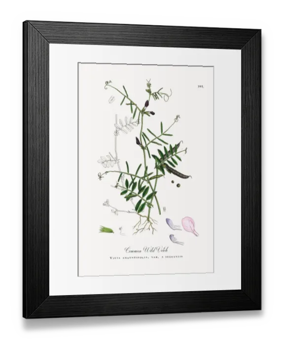 Framed Print : Common Wild Vetch, Vicia angustifolia, var. a segetalis, Victorian Botanical Illustration, 1863 Framed Print : Common Wild Vetch, Vicia angustifolia, var. a segetalis, Victorian Botanical Illustration, 1863