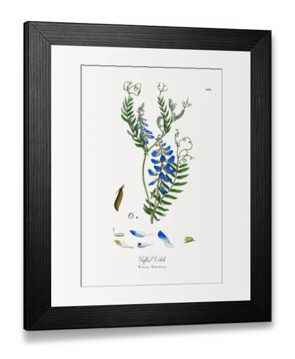 Framed Print : Tufted Vetch, Vicia Cracca, Victorian Botanical Illustration, 1863 Framed Print : Tufted Vetch, Vicia Cracca, Victorian Botanical Illustration, 1863