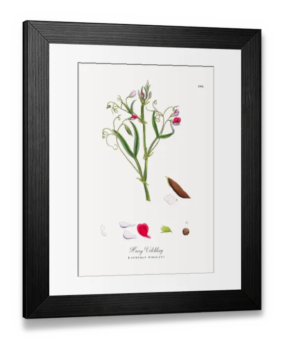Framed Print : Hairy Vetchling, Lathyrus hirsutus, Victorian Botanical Illustration, 1863 Framed Print : Hairy Vetchling, Lathyrus hirsutus, Victorian Botanical Illustration, 1863