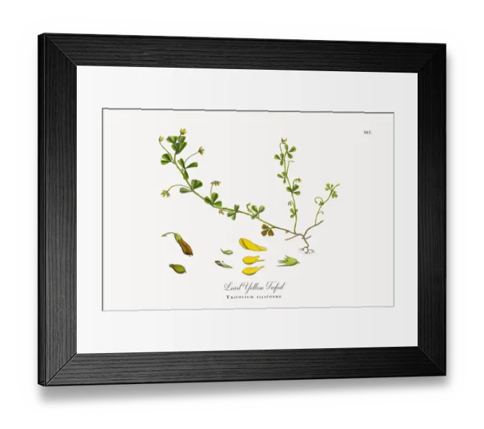 Framed Print : Least Yellow Trefoil, Trifolium filiforme, Victorian Botanical Illustration, 1863 Framed Print : Least Yellow Trefoil, Trifolium filiforme, Victorian Botanical Illustration, 1863