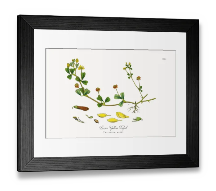 Framed Print : Lesser Yellow Trefoil, Trifolium minus, Victorian Botanical Illustration, 1863 Framed Print : Lesser Yellow Trefoil, Trifolium minus, Victorian Botanical Illustration, 1863