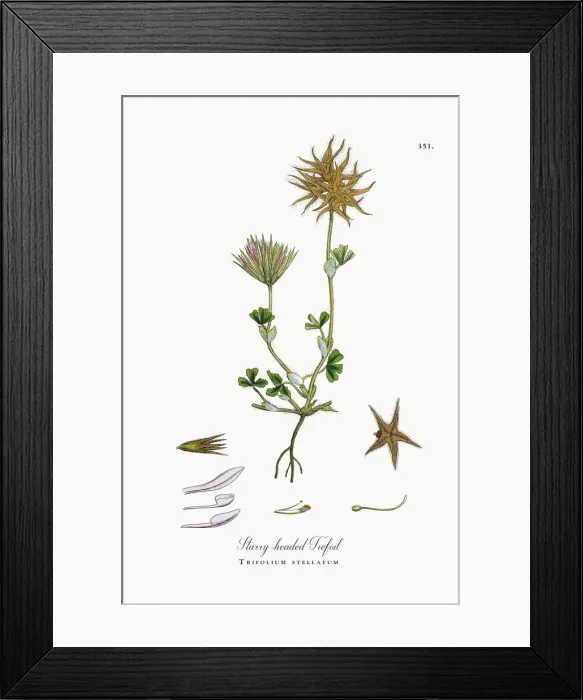 Framed Print : Starry-headed Trefoil, Trifolium stellatum, Victorian Botanical Illustration, 1863 Framed Print : Starry-headed Trefoil, Trifolium stellatum, Victorian Botanical Illustration, 1863