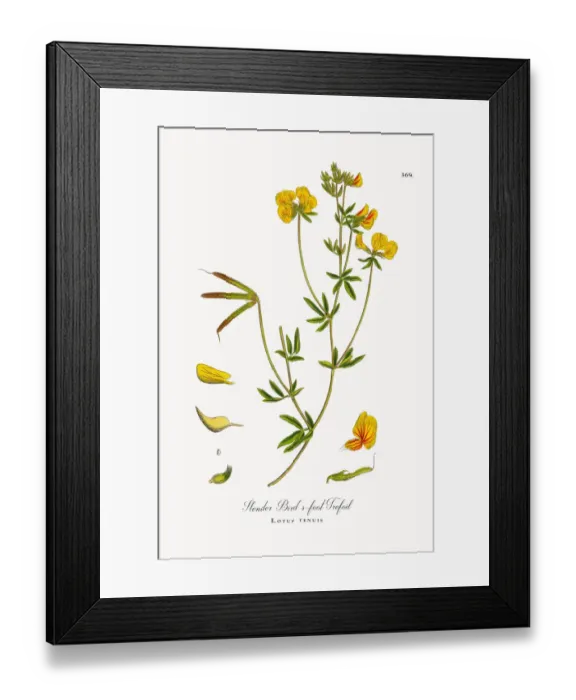 Framed Print : Slender Birdas-foot Trefoil, Lotus tenuis, Victorian Botanical Illustration, 1863 Framed Print : Slender Birdas-foot Trefoil, Lotus tenuis, Victorian Botanical Illustration, 1863