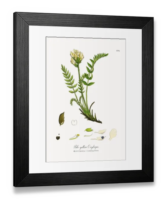 Framed Print : Pale-yellow Oxytropis, Oxytropis campestris, Victorian Botanical Illustration, 1863 Framed Print : Pale-yellow Oxytropis, Oxytropis campestris, Victorian Botanical Illustration, 1863