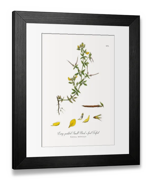 Framed Print : Long-podded Small Birdas-foot Trefoil, Lotus diffusus, Victorian Botanical Illustration, 1863 Framed Print : Long-podded Small Birdas-foot Trefoil, Lotus diffusus, Victorian Botanical Illustration, 1863