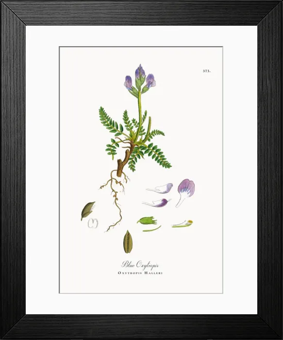 Framed Print : Blue Oxytropis, Oxytropis Halleri, Victorian Botanical Illustration, 1863 Framed Print : Blue Oxytropis, Oxytropis Halleri, Victorian Botanical Illustration, 1863