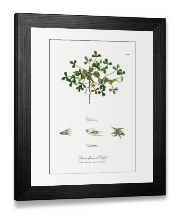 Framed Print : Dense-flowered Trefoil, Trifolium suffocatum, Victorian Botanical Illustration, 1863 Framed Print : Dense-flowered Trefoil, Trifolium suffocatum, Victorian Botanical Illustration, 1863