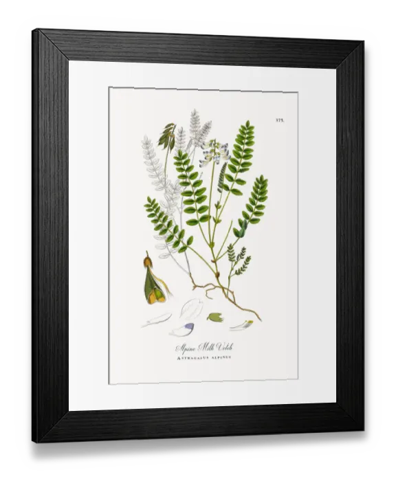 Framed Print : Alpine Milk Vetch, Astragalus alpinus, Victorian Botanical Illustration, 1863 Framed Print : Alpine Milk Vetch, Astragalus alpinus, Victorian Botanical Illustration, 1863