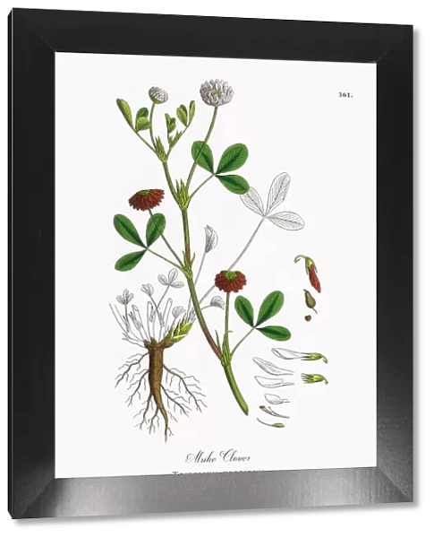 Alsike Clover, Trifolium hybridum, Victorian Botanical Illustration, 1863