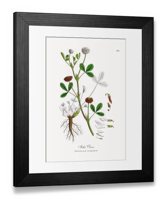 Framed Print : Alsike Clover, Trifolium hybridum, Victorian Botanical Illustration, 1863 Framed Print : Alsike Clover, Trifolium hybridum, Victorian Botanical Illustration, 1863