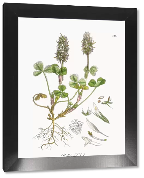 Balbias Trefoil, Trifolium Molinerii, Victorian Botanical Illustration, 1863