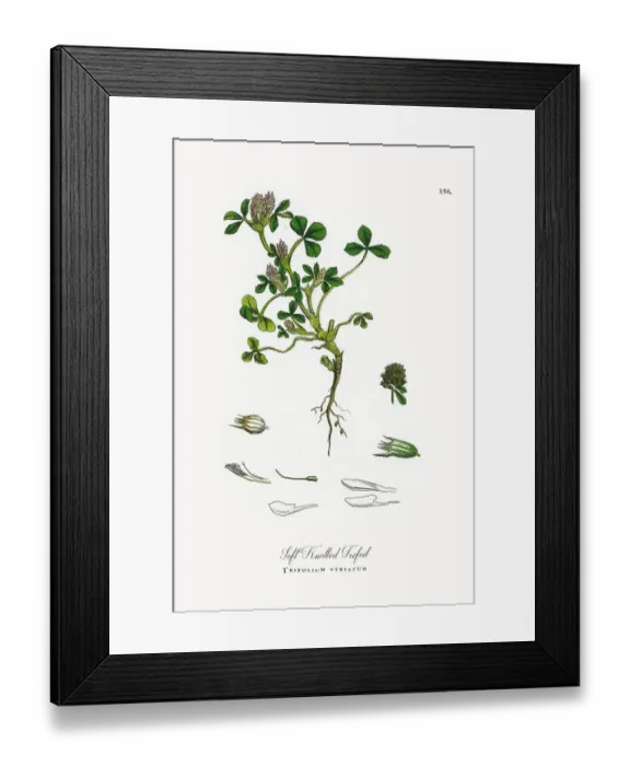Framed Print : Soft Knotted Trefoil, Trifolium striatum, Victorian Botanical Illustration, 1863 Framed Print : Soft Knotted Trefoil, Trifolium striatum, Victorian Botanical Illustration, 1863