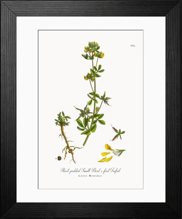 Framed Print : Short-podded Small Birdas-foot Trefoil, Lotus Hispidus, Victorian Botanical Illustration, 1863 Framed Print : Short-podded Small Birdas-foot Trefoil, Lotus Hispidus, Victorian Botanical Illustration, 1863