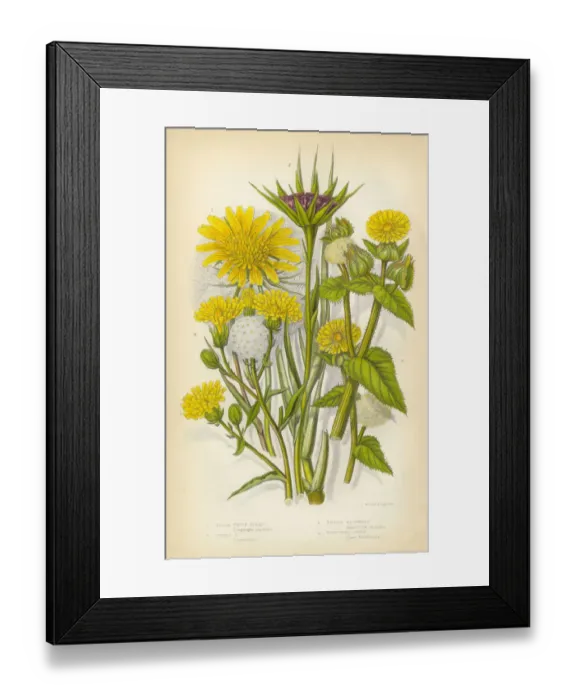 Framed Print : Sunflower, Goatsbeard, Oxtongue, Hawkweed, Victorian Botanical Illustration Framed Print : Sunflower, Goatsbeard, Oxtongue, Hawkweed, Victorian Botanical Illustration