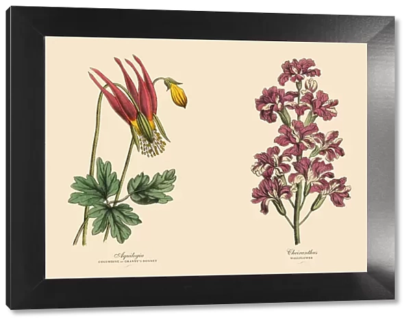Victorian Botanical Illustration of Columbine and Wallflower Plants