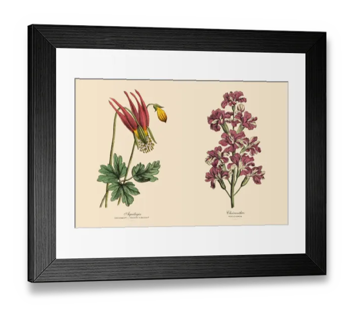 Framed Print : Victorian Botanical Illustration of Columbine and Wallflower Plants Framed Print : Victorian Botanical Illustration of Columbine and Wallflower Plants