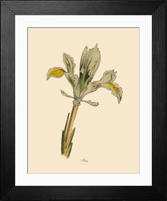 Framed Print : Iris Plants, Victorian Botanical Illustration Framed Print : Iris Plants, Victorian Botanical Illustration