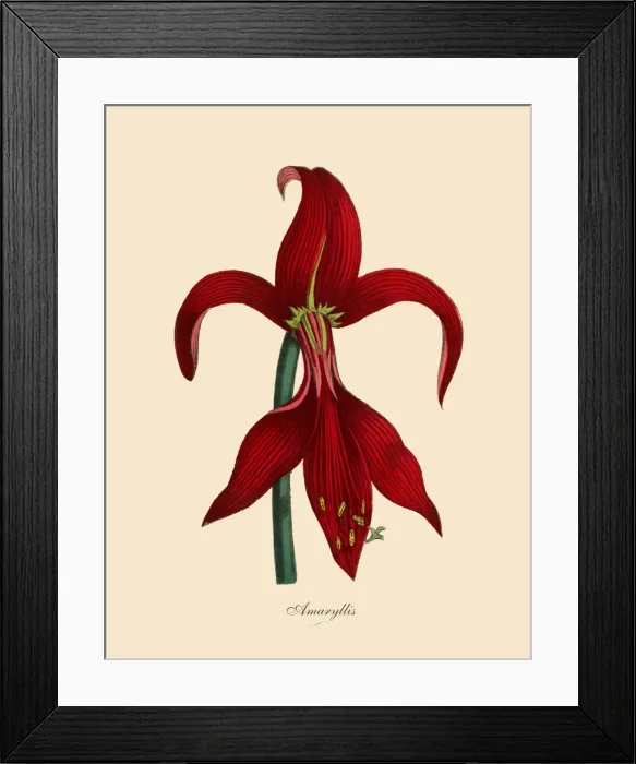 Framed Print : Amaryllis Plants, Victorian Botanical Illustration Framed Print : Amaryllis Plants, Victorian Botanical Illustration