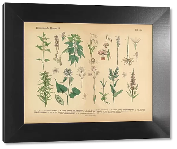 Wildflower and Medicinal Herbal Plants, Victorian Botanical Illustration