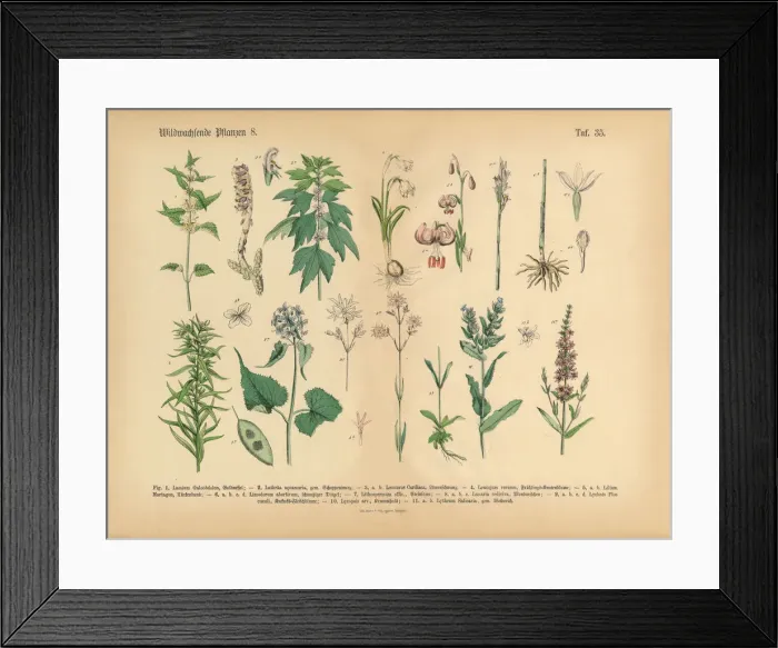 Framed Print : Wildflower and Medicinal Herbal Plants, Victorian Botanical Illustration Framed Print : Wildflower and Medicinal Herbal Plants, Victorian Botanical Illustration
