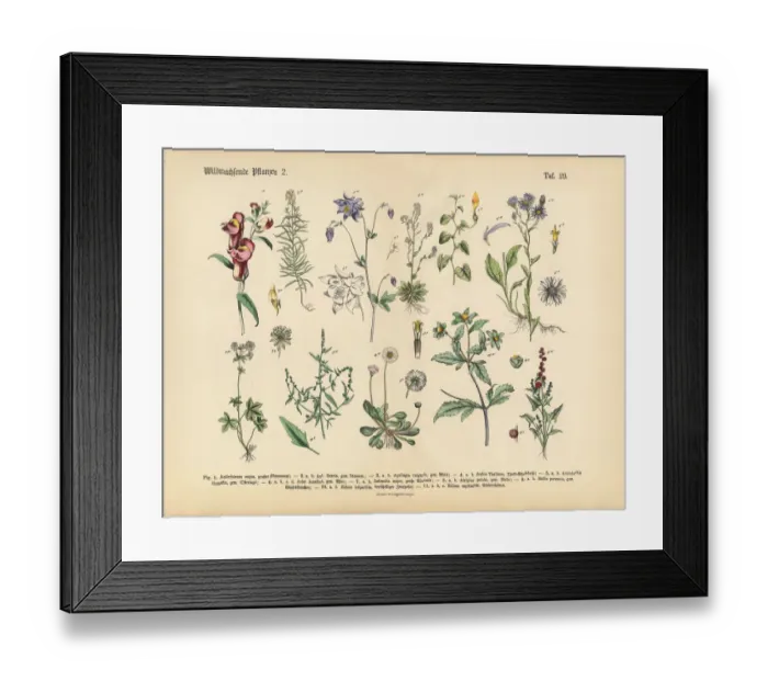 Framed Print : Wildflower and Medicinal Herbal Plants, Victorian Botanical Illustration Framed Print : Wildflower and Medicinal Herbal Plants, Victorian Botanical Illustration