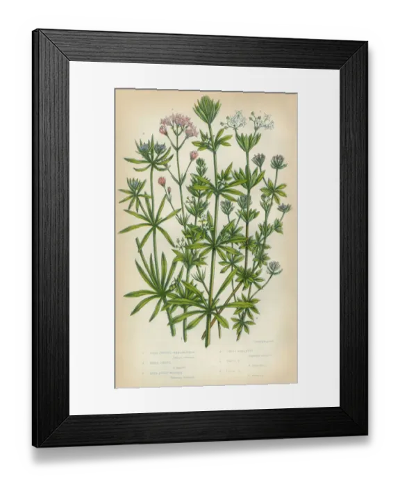 Framed Print : Bedstraw, Galium, Goosegrass, Madder, Rubia, Woodruff, Victorian Botanical Illustration Framed Print : Bedstraw, Galium, Goosegrass, Madder, Rubia, Woodruff, Victorian Botanical Illustration