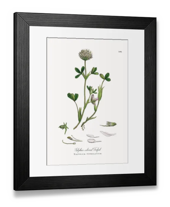 Framed Print : Sulphur-colored Trefoil, Trifolium ochroleucum, Victorian Botanical Illustration, 1863 Framed Print : Sulphur-colored Trefoil, Trifolium ochroleucum, Victorian Botanical Illustration, 1863