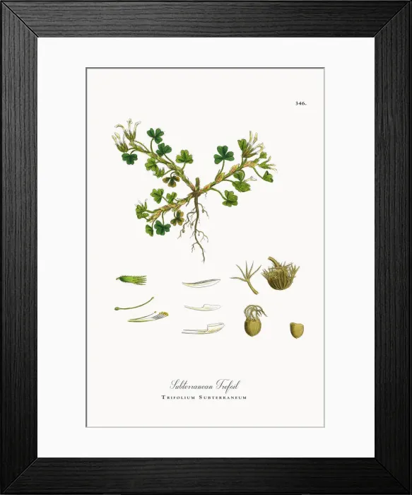 Framed Print : Subterranean Trefoil, Trifolium Subterraneum, Victorian Botanical Illustration, 1863 Framed Print : Subterranean Trefoil, Trifolium Subterraneum, Victorian Botanical Illustration, 1863