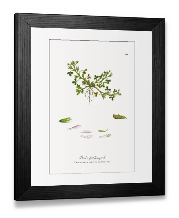 Framed Print : Birdas-foot fenugreek, Trigonella ornithopodioides, Victorian Botanical Illustration, 1863 Framed Print : Birdas-foot fenugreek, Trigonella ornithopodioides, Victorian Botanical Illustration, 1863
