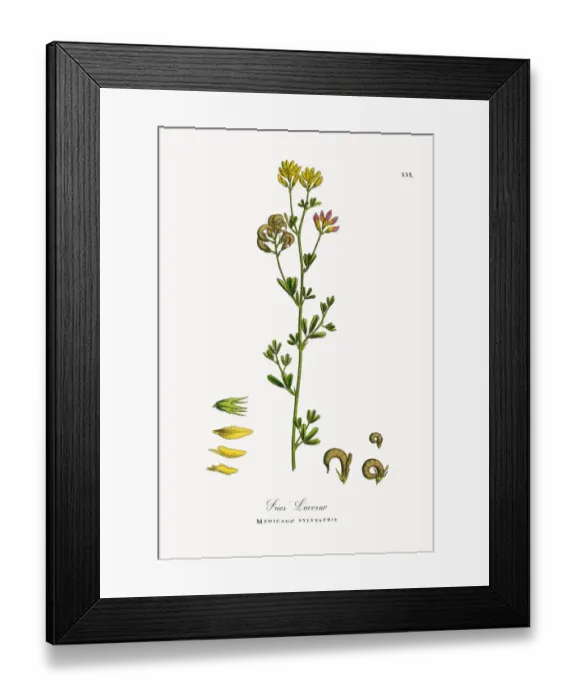 Framed Print : Friesa Lucerne, Medicago sylvestris, Victorian Botanical Illustration, 1863 Framed Print : Friesa Lucerne, Medicago sylvestris, Victorian Botanical Illustration, 1863