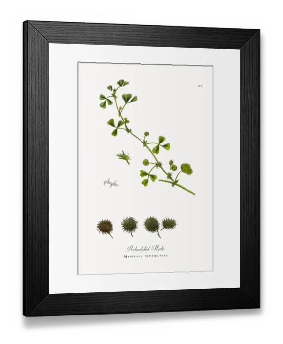 Framed Print : Reticulated Medic, Medicago denticulata, Victorian Botanical Illustration, 1863 Framed Print : Reticulated Medic, Medicago denticulata, Victorian Botanical Illustration, 1863