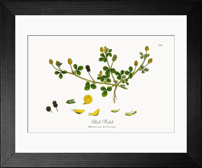 Framed Print : Black Medick, Medicago Lupulina, Victorian Botanical Illustration, 1863 Framed Print : Black Medick, Medicago Lupulina, Victorian Botanical Illustration, 1863