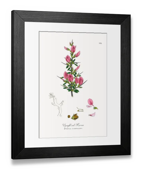 Framed Print : Upright rest-Harrow, Ononis campestris, Victorian Botanical Illustration, 1863 Framed Print : Upright rest-Harrow, Ononis campestris, Victorian Botanical Illustration, 1863