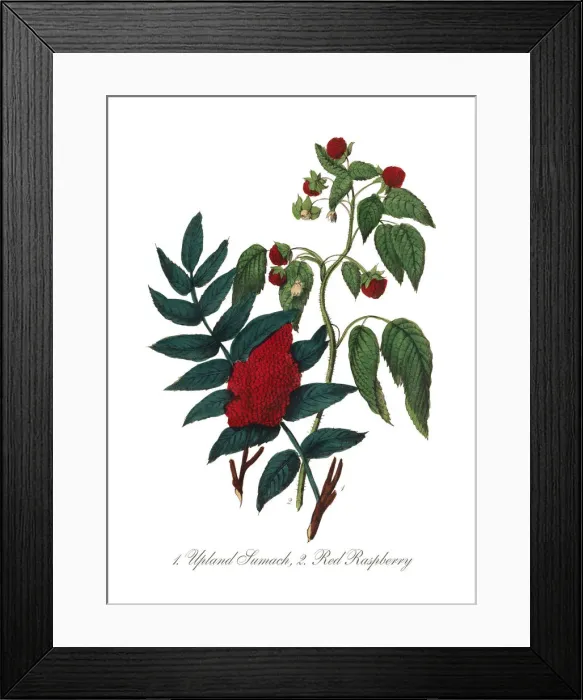 Framed Print : Victorian Botanical Illustration of Upland Sumach and Red Raspberry Framed Print : Victorian Botanical Illustration of Upland Sumach and Red Raspberry