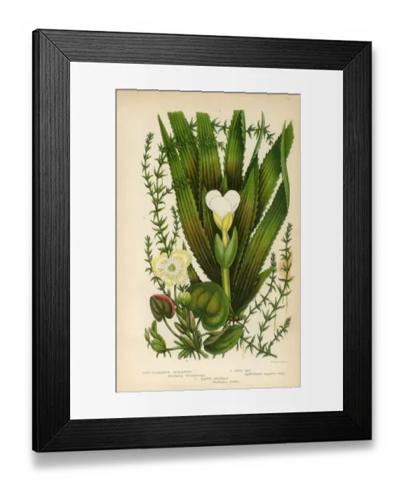 Framed Print : Anacharis, Elodea, Waterweed, Frogbit, Stratiotes, Water Soldier, Victorian Botanical Illustration Framed Print : Anacharis, Elodea, Waterweed, Frogbit, Stratiotes, Water Soldier, Victorian Botanical Illustration