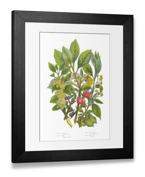 Framed Print : Bladder Nut, Spindle and Buckthorn Tree Victorian Botanical Illustration Framed Print : Bladder Nut, Spindle and Buckthorn Tree Victorian Botanical Illustration