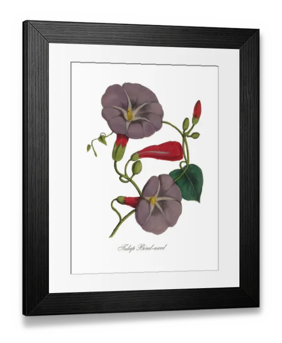 Framed Print : Victorian Botanical Illustration of Bindweed or Morning Glory Framed Print : Victorian Botanical Illustration of Bindweed or Morning Glory