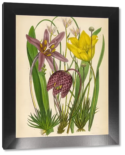 Tulip, Lloydia, Fritillary, Saffron, Asphodel, Pipewort, Victorian Botanical Illustration