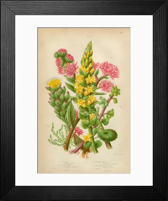 Framed Print : Pennywort, Leek and Stonecrop, Victorian Botanical Illustration
