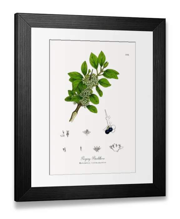 Framed Print : Purging Buckthorn, Rhamnus catharticus, Victorian Botanical Illustration, 1863 Framed Print : Purging Buckthorn, Rhamnus catharticus, Victorian Botanical Illustration, 1863