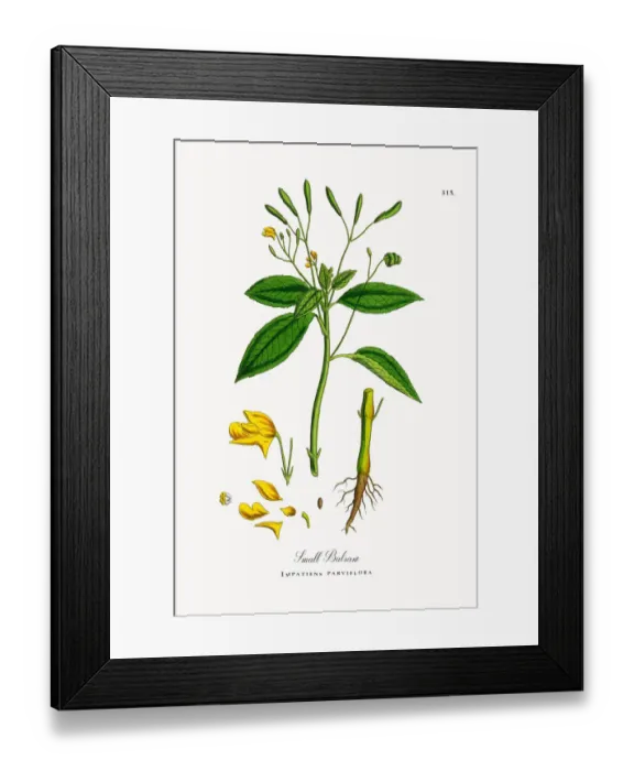 Framed Print : Small Balsam, Impatiens parviflora, Victorian Botanical Illustration, 1863 Framed Print : Small Balsam, Impatiens parviflora, Victorian Botanical Illustration, 1863