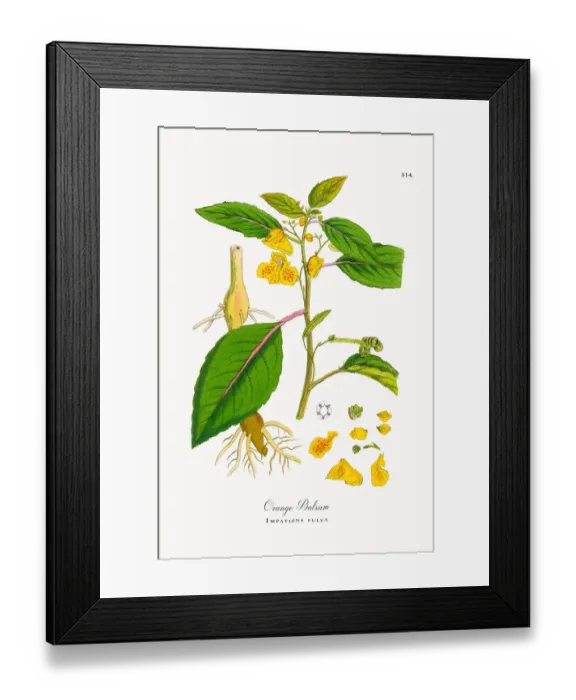 Framed Print : Orange Balsam, Impatiens fulva, Victorian Botanical Illustration, 1863 Framed Print : Orange Balsam, Impatiens fulva, Victorian Botanical Illustration, 1863