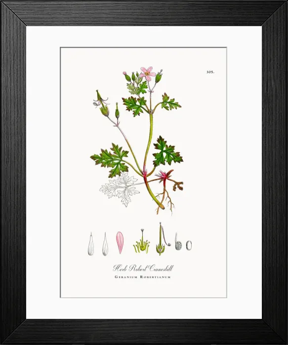Framed Print : Herb Robert Cranesbill, Geranium Robertianum, Victorian Botanical Illustration, 1863 Framed Print : Herb Robert Cranesbill, Geranium Robertianum, Victorian Botanical Illustration, 1863